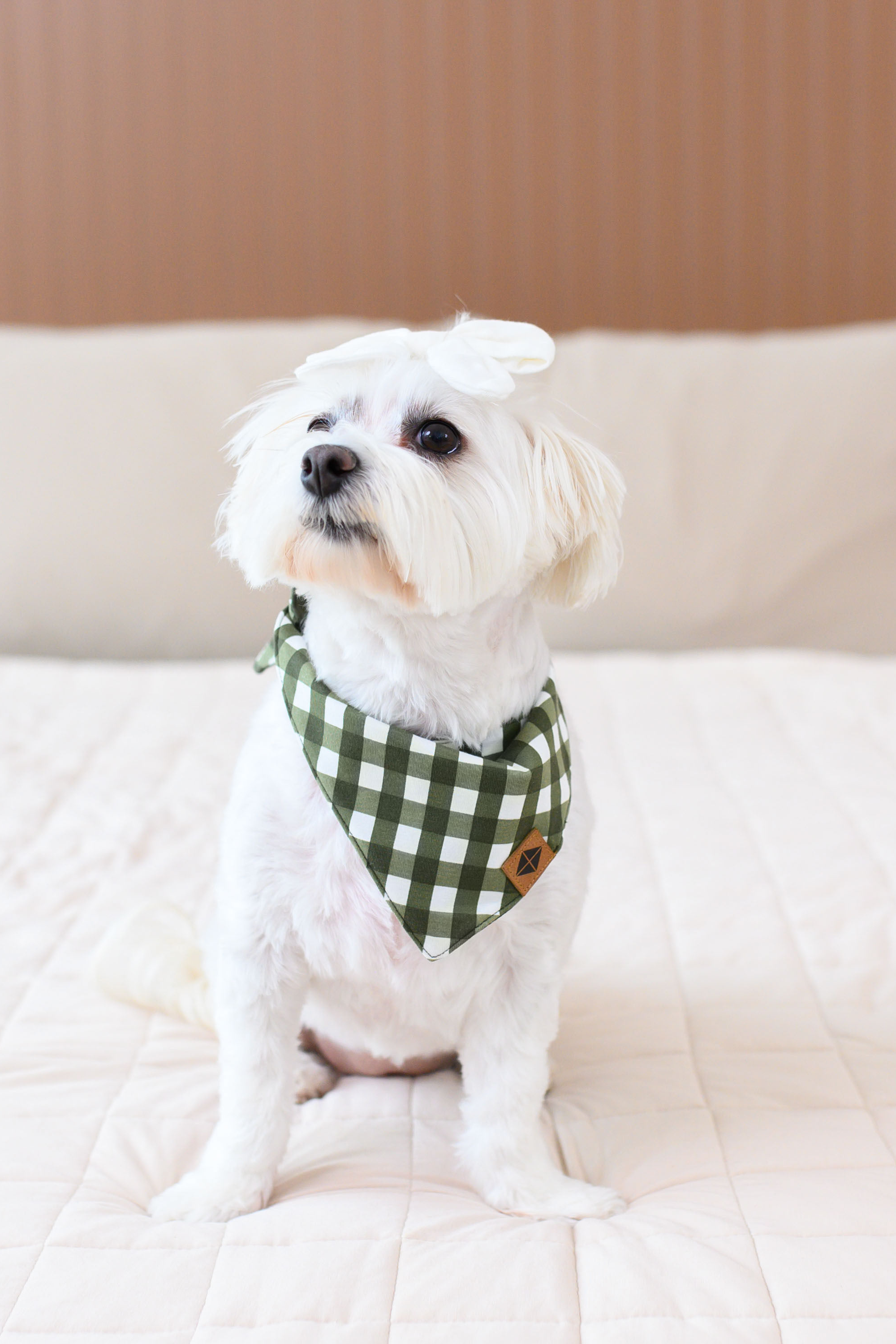 Small white dog wearing a green checkered bandana sitting on a white surface.